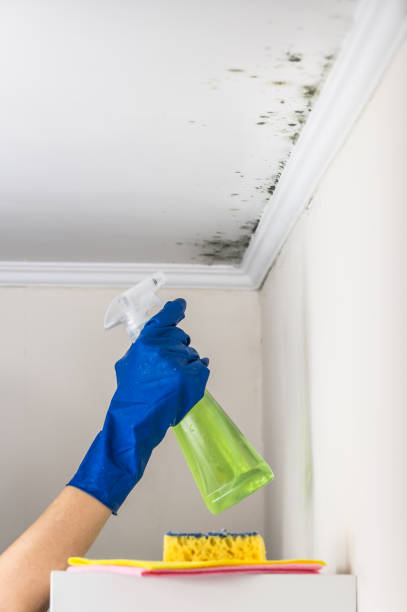 Why You Should Choose Our Mold Remediation Services in Castle Pines Village, CO